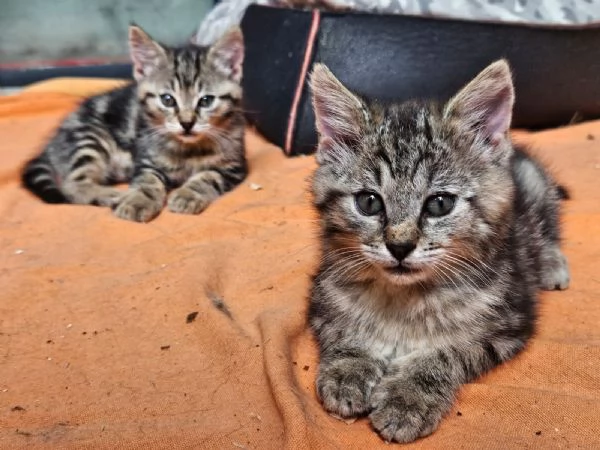 Gattine (sorelle) di 2 mesi cercano adozione di coppia | Foto 0