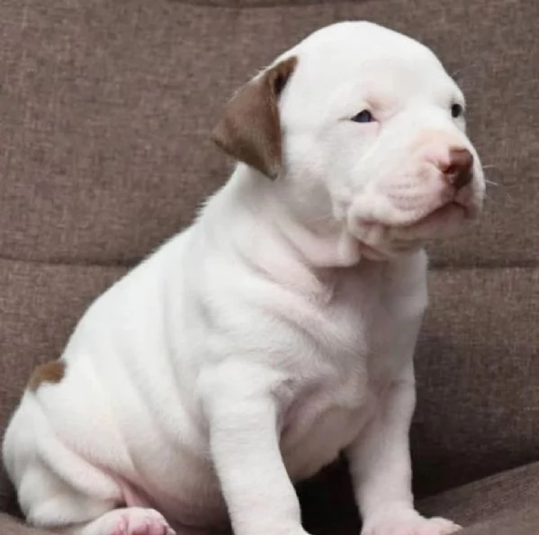  Meravigliosi cuccioli di Pitbull in adozione