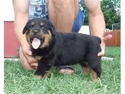   REGALO ROTTWEILER 