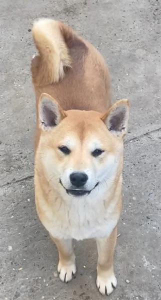 Shiba inu cuccioli in vendita