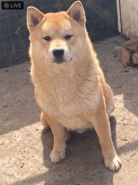 Shiba inu cuccioli in vendita | Foto 3