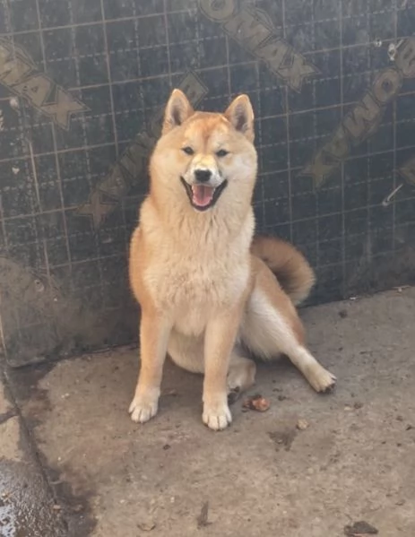 Shiba inu cuccioli in vendita | Foto 0