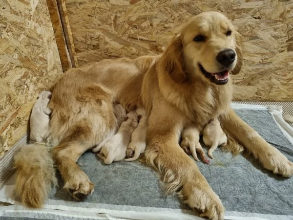 Super coccolosi cuccioli golden retriever | Foto 0