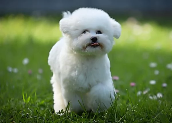 Bichon Frise cucciolo in vendita