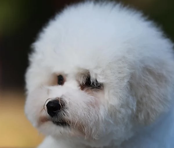 Bichon Frise cucciolo in vendita | Foto 1