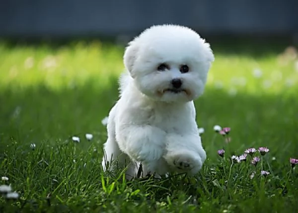 Bichon Frise cucciolo in vendita | Foto 0