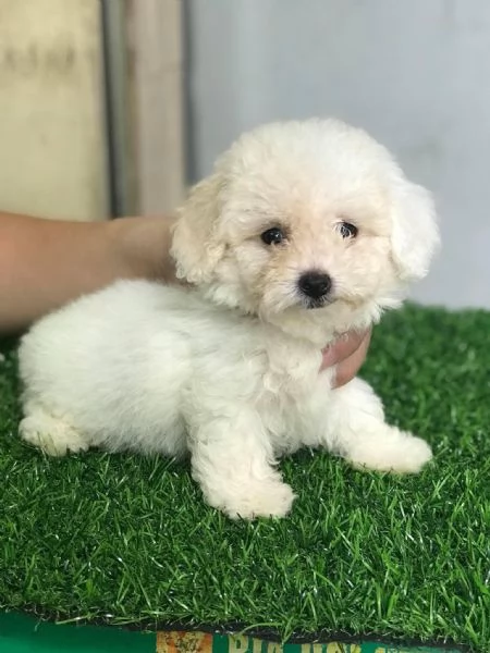 Cuccioli di Barboncini taglia piccola | Foto 0