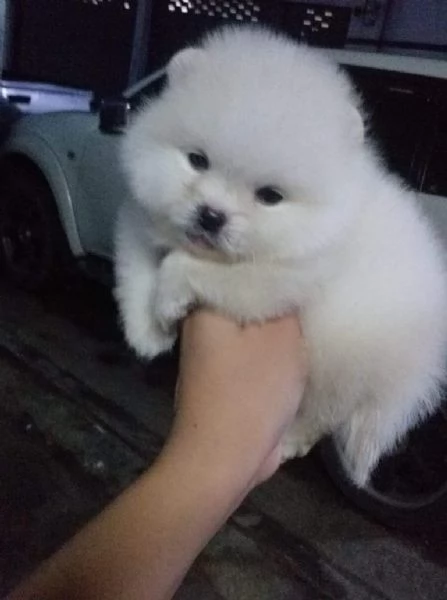 Cuccioli di Pomerania toy | Foto 0