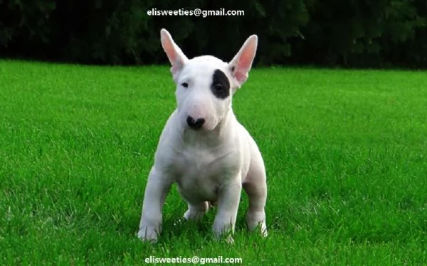 Cuccioli Bull Terrier Disponibili maschietto e femminuccia di Bull Terrier. disponibili per la conse