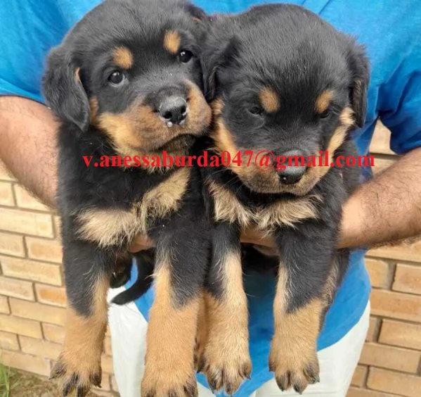 Cuccioli di Rottweiler maschi e femmine | Foto 1