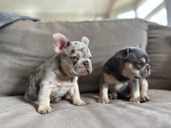 Cuccioli di Bulldog francese.