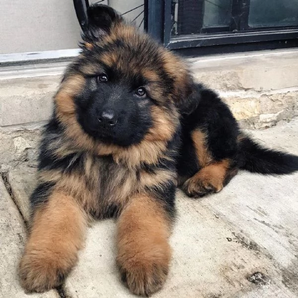 Adorabile cucciolo di pastore tedesco.