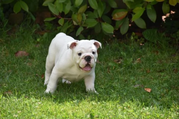 Cucciolo di bulldog Inglese TOTAL WHITE | Foto 3