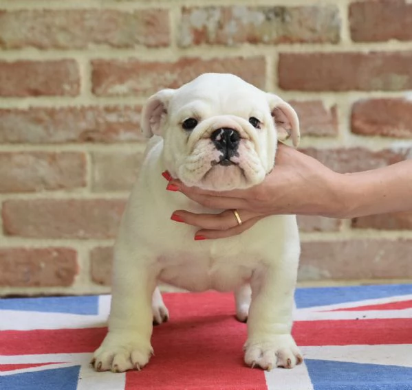 Cucciolo di bulldog Inglese TOTAL WHITE | Foto 2