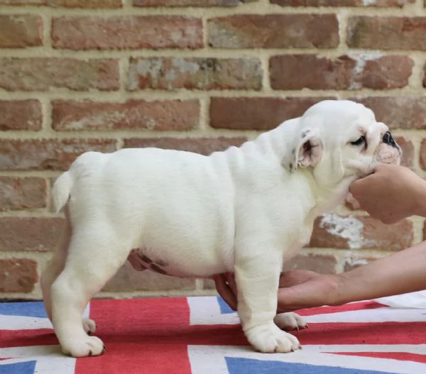 Cucciolo di bulldog Inglese TOTAL WHITE | Foto 0