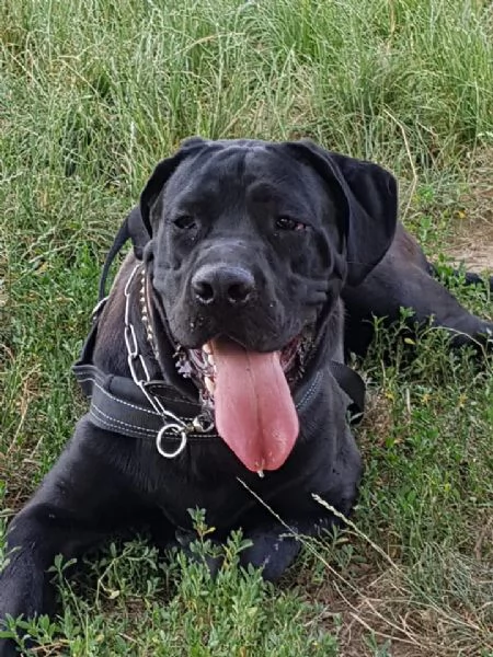 Cane corso cerca nuova famiglia