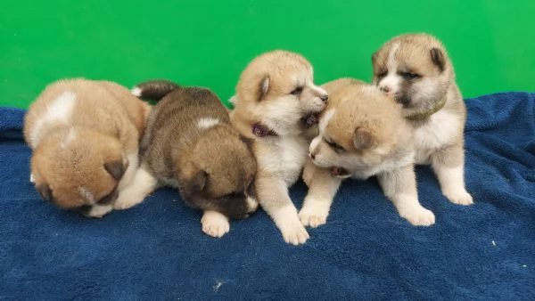 Japanse akita puppies for sale