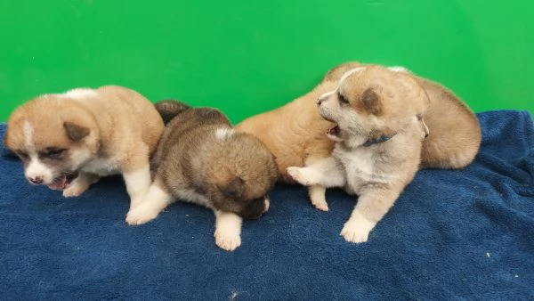 Japanse akita puppies for sale | Foto 0