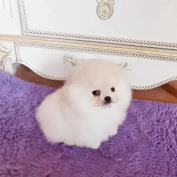 Bellissimi cuccioli di Pomerania pronti per l'adozione  | Foto 3