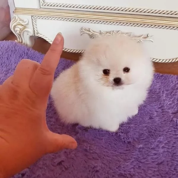 Bellissimi cuccioli di Pomerania pronti per l'adozione  | Foto 2