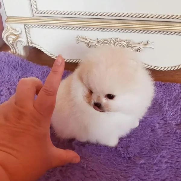 Bellissimi cuccioli di Pomerania pronti per l'adozione 