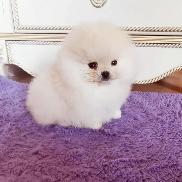 Bellissimi cuccioli di Pomerania pronti per l'adozione  | Foto 1