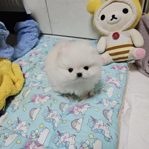 Bellissimi cuccioli di Pomerania pronti per l'adozione  | Foto 0