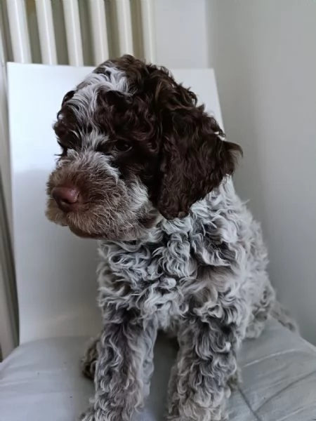 Cuccioli di razza Lagotto Romagnolo Purosangue