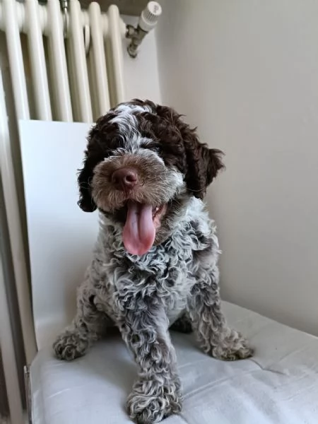 Cuccioli di razza Lagotto Romagnolo Purosangue | Foto 2