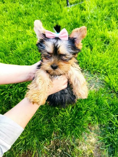 Cuccioli di Yorkie carini