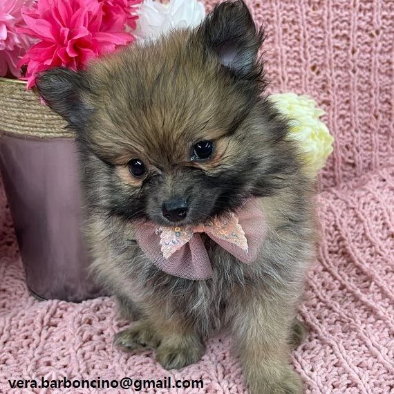 Volpino Pomerania mini toy Cuccioli di Volpino Pomerania toy rosso. hanno 3 mesi, peso attuale 1,5 k