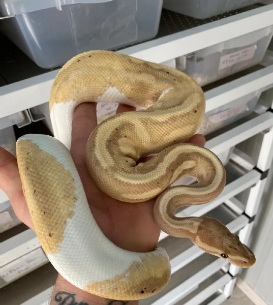 pitone reale banana pied 