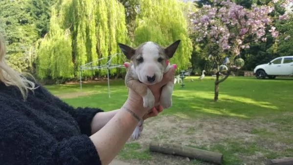 adorabili cuccioli di bull terrier femminucce e maschietti disponibili . i cuccioli sono vaccinati s