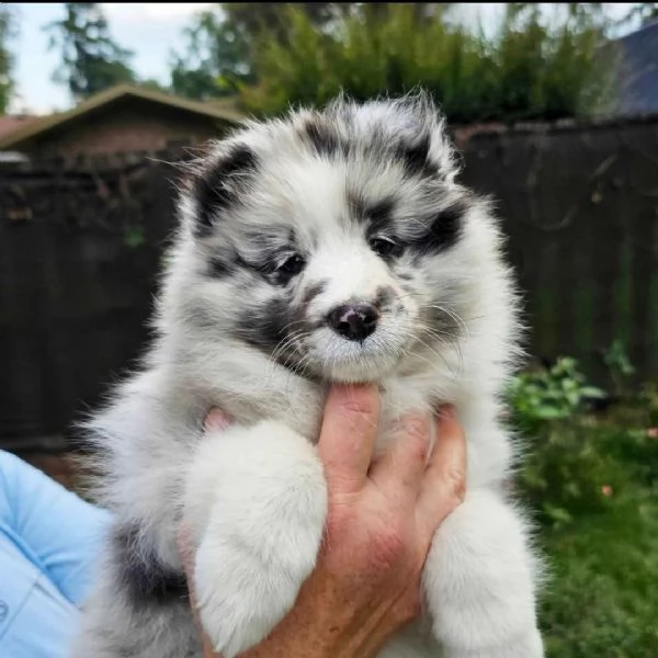 Regalo Cuccioli di shetland sheepdog Disponibili 5 splendidi cuccioli di shetland sheepdog 3 maschi 