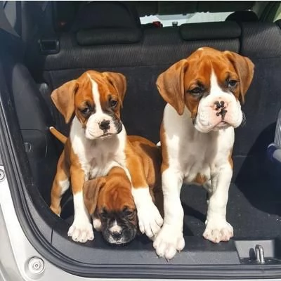 Cuccioli di boxer in adozione