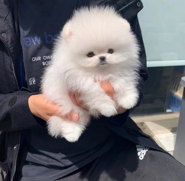 cuccioli di Volpino di Pomerania