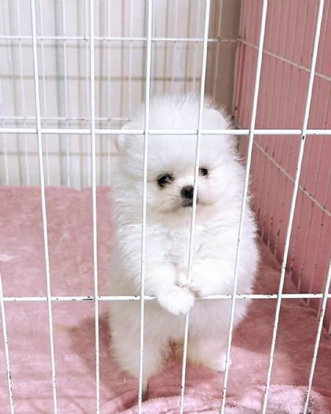 Cuccioli di Pomerania Volpino | Foto 3