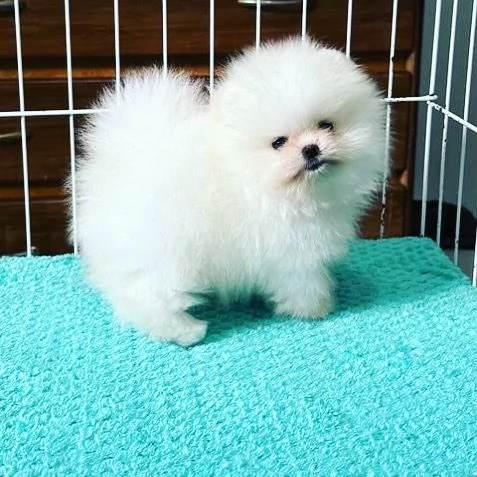 Cuccioli di Pomerania Volpino | Foto 2