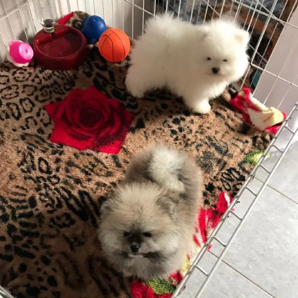 Cuccioli di Pomerania Volpino | Foto 1