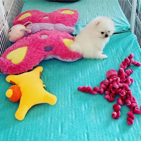 Cuccioli di Pomerania Volpino