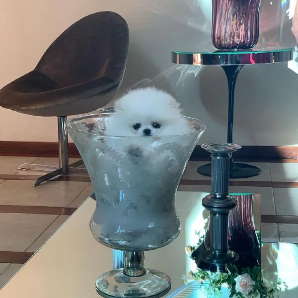 Cuccioli di Pomerania Volpino | Foto 0