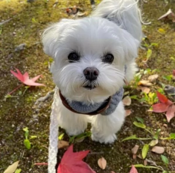 Regalo cuccioli di maltese per l'adozione disponibili per una buona case, i cuccioli sono ben treno 