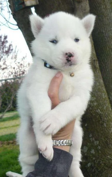 Regalo cuccioli Siberian Husky Maschio e Femmina Abbiamo disponibili cuccioli di Siberian Husky Masc