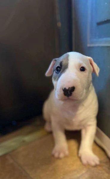 cuccioli di bull terrier femminucce e maschietti disponibili per l'adozione gratuita i cuccioli sono