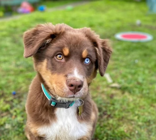 adorabili cuccioli pastore australiano femminucce e maschietti disponibili i cuccioli sono vaccinati