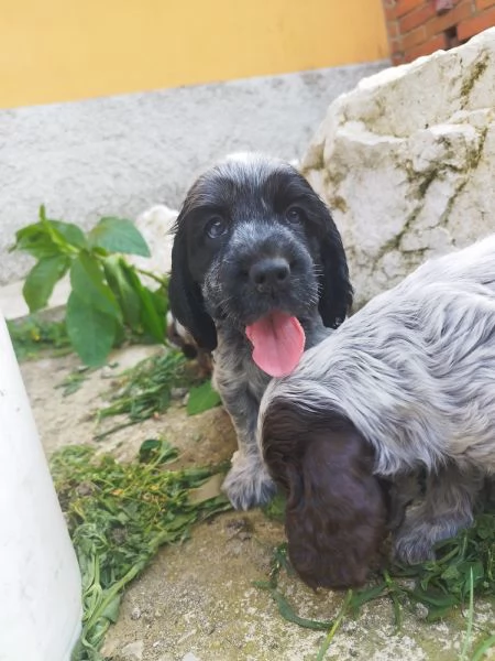 Cuccioli cocker spaniel inglese  | Foto 6