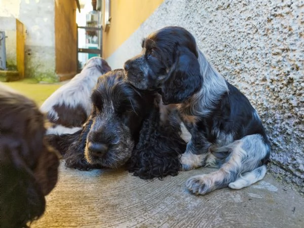 Cuccioli cocker spaniel inglese  | Foto 2