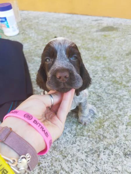 Cuccioli cocker spaniel inglese  | Foto 0