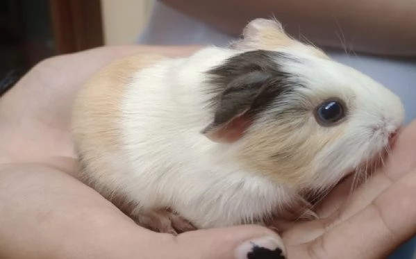 Vendo 3 cuccioli di cavia peruviana 