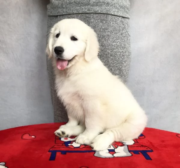 Cucciole di Golden retriever di circa 3 mesi | Foto 0